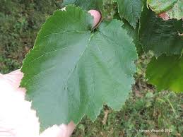 Attēlu rezultāti vaicājumam “Corylus colurna”