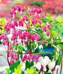 Image result for tränendes Herz