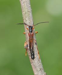 Attēlu rezultāti vaicājumam “Necydalis major”