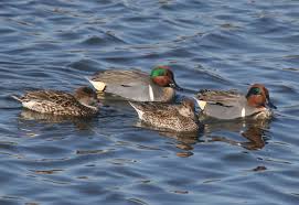 Attēlu rezultāti vaicājumam “Anas crecca”