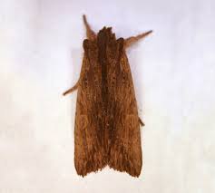 Attēlu rezultāti vaicājumam “Crambus pratella”