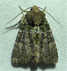 Attēlu rezultāti vaicājumam “Oligia sp.”