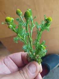 Attēlu rezultāti vaicājumam “Matricaria discoidea”