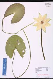 Attēlu rezultāti vaicājumam “Nymphaeaceae”