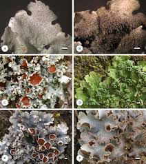 Attēlu rezultāti vaicājumam “Reticularia lobata”