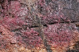 Attēlu rezultāti vaicājumam “Symphytocarpus flaccidus plasmodium”