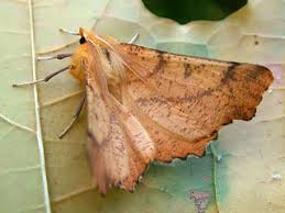 Attēlu rezultāti vaicājumam “Ennomos autumnaria male”