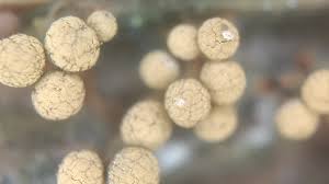 Attēlu rezultāti vaicājumam “Cribraria microcarpa spores”