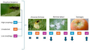 Attēlu rezultāti vaicājumam “Dicyphus nymph”