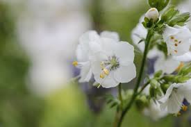 Attēlu rezultāti vaicājumam “Polemonium caeruleum flower”