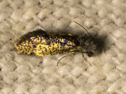 Attēlu rezultāti vaicājumam “Orthosia munda larva”