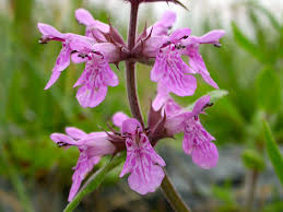 Attēlu rezultāti vaicājumam “Stachys palustris flower”