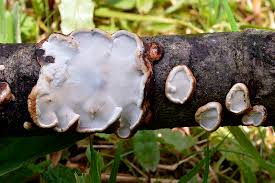 Attēlu rezultāti vaicājumam “Skeletocutis nivea”