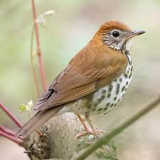 Image result for Hylocichla mustelina