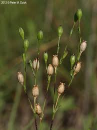 Attēlu rezultāti vaicājumam “Silene otites fruit”