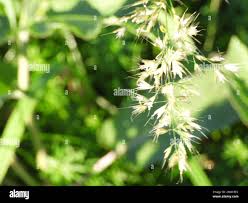 Attēlu rezultāti vaicājumam “Trisetum flavescens flower”