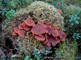 Attēlu rezultāti vaicājumam “Gymnopilus picreus”