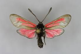 Attēlu rezultāti vaicājumam “Zygaena minos”