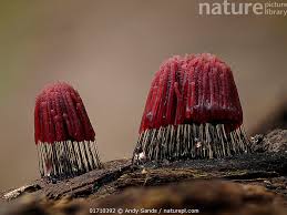 Attēlu rezultāti vaicājumam “Stemonitis fusca”