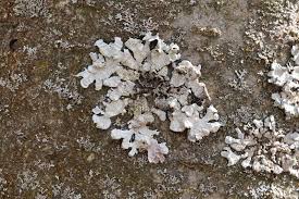 Attēlu rezultāti vaicājumam “Parmelina tiliacea”