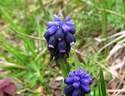 Attēlu rezultāti vaicājumam “Muscari neglectum”