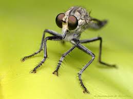 Attēlu rezultāti vaicājumam “Asilidae”