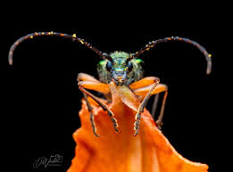 Attēlu rezultāti vaicājumam “Rhamnusium bicolor”