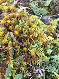 Attēlu rezultāti vaicājumam “Abietinella abietina”