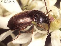 Attēlu rezultāti vaicājumam “Isomira murina”