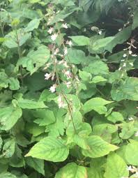 Attēlu rezultāti vaicājumam “Circaea lutetiana fruit”