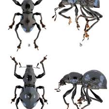 Attēlu rezultāti vaicājumam “Osmoderma barnabita imago”