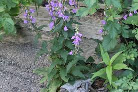Attēlu rezultāti vaicājumam “Campanula rapunculoides bud”