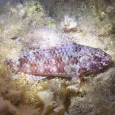 Image result for Symphodus melops