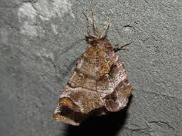 Attēlu rezultāti vaicājumam “Selenia dentaria”