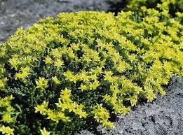 Attēlu rezultāti vaicājumam “Sedum sexangulare flower”