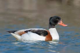 Attēlu rezultāti vaicājumam “Tadorna tadorna”