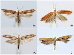 Attēlu rezultāti vaicājumam “Ypsolophidae”