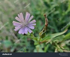 Attēlu rezultāti vaicājumam “Lactuca tatarica bud”