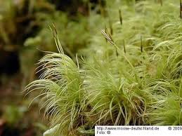 Attēlu rezultāti vaicājumam “Dicranum majus”