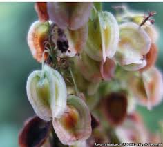 Attēlu rezultāti vaicājumam “Rheum rhabarbarum fruit”