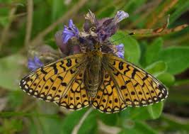 Attēlu rezultāti vaicājumam “Clossiana selene”