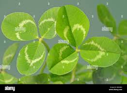 Attēlu rezultāti vaicājumam “Trifolium fragiferum leaf”