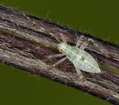 Attēlu rezultāti vaicājumam “Phytocoris longipennis”