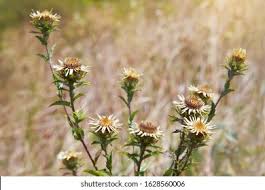 Attēlu rezultāti vaicājumam “Carlina biebersteinii fruit”