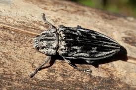 Attēlu rezultāti vaicājumam “Chalcophora mariana”