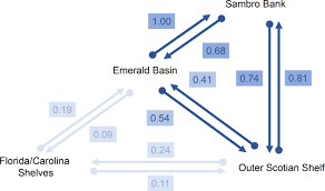 Image result for Vazella pourtalesii