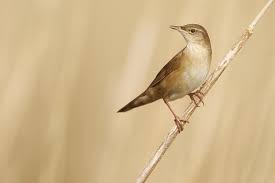 Image result for Locustella luscinioides