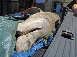 Image result for Cetorhinus maximus