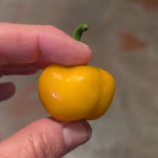 Afbeeldingsresultaat voor yellow mushroom hot pepper