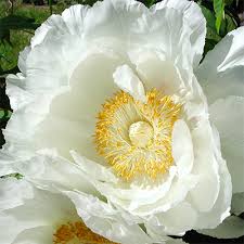 Attēlu rezultāti vaicājumam “Paeoniaceae”